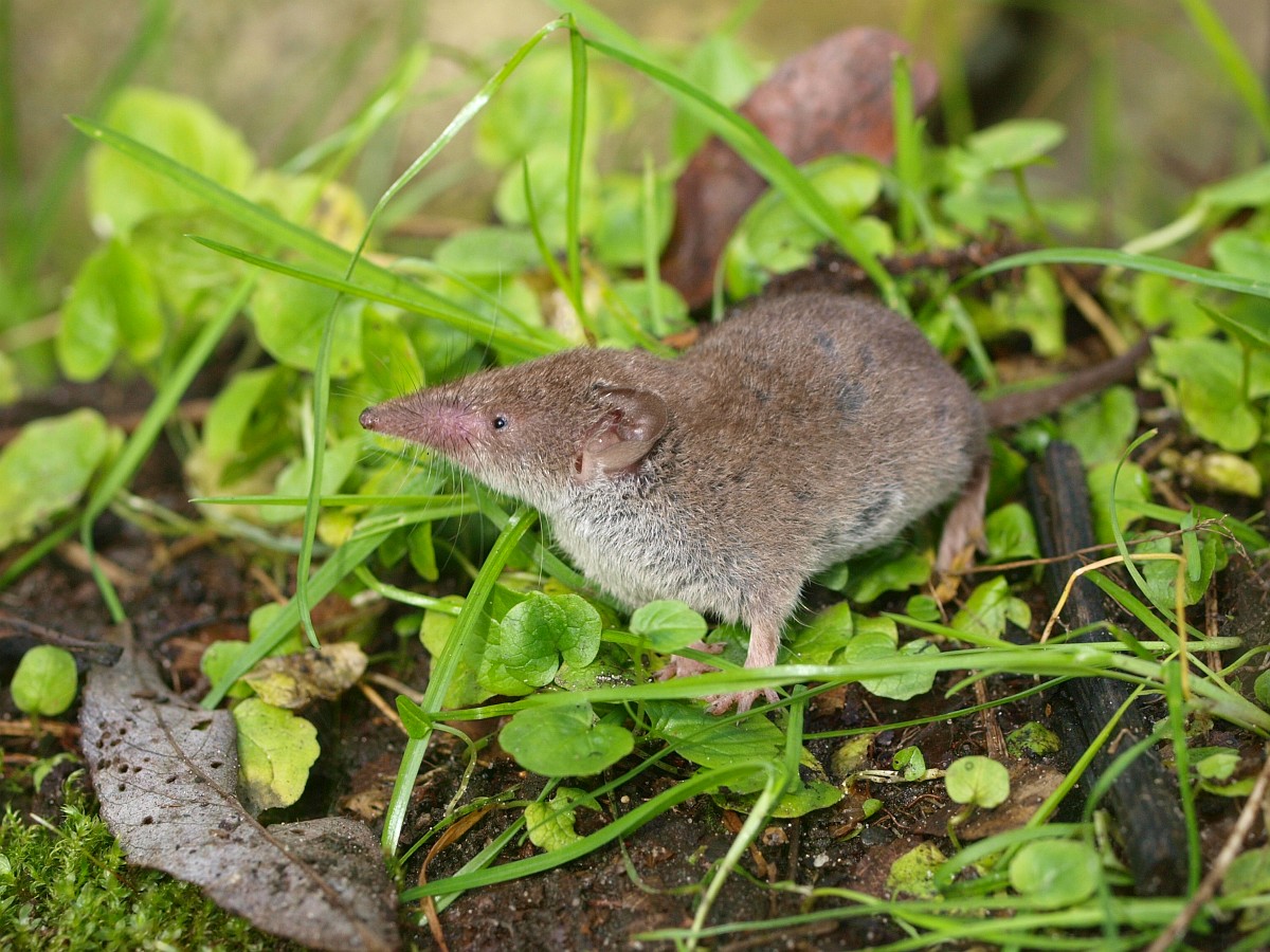 Crocidura russula